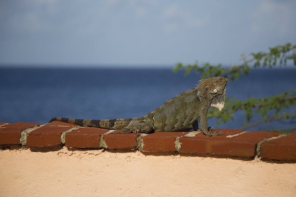 Curacao