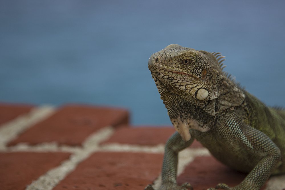 Curacao