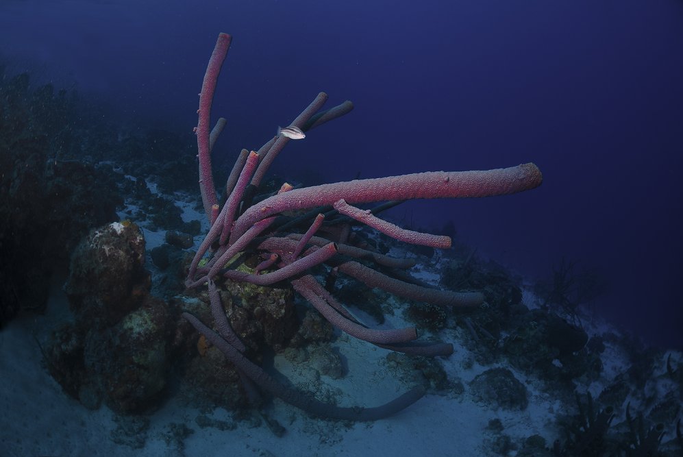 Curacao