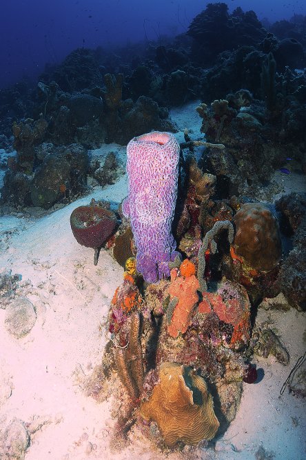 Curacao