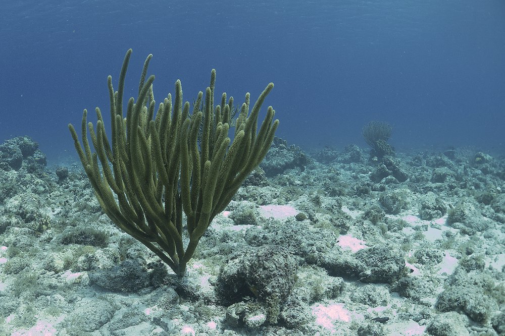 Curacao