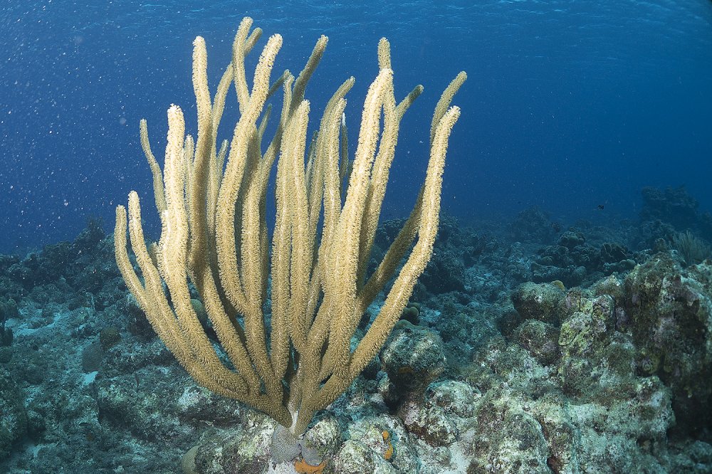 Curacao