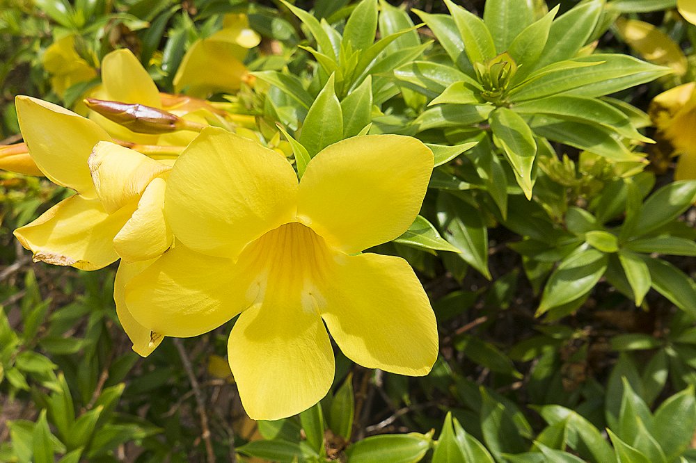 Curacao