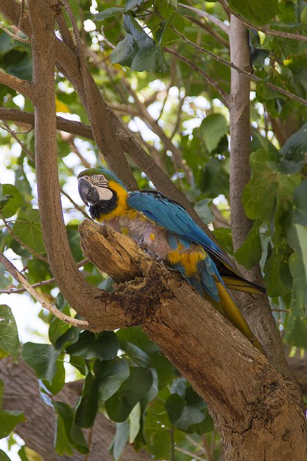 Curacao