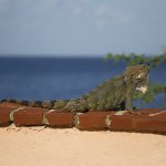 Curacao
