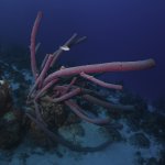 Curacao